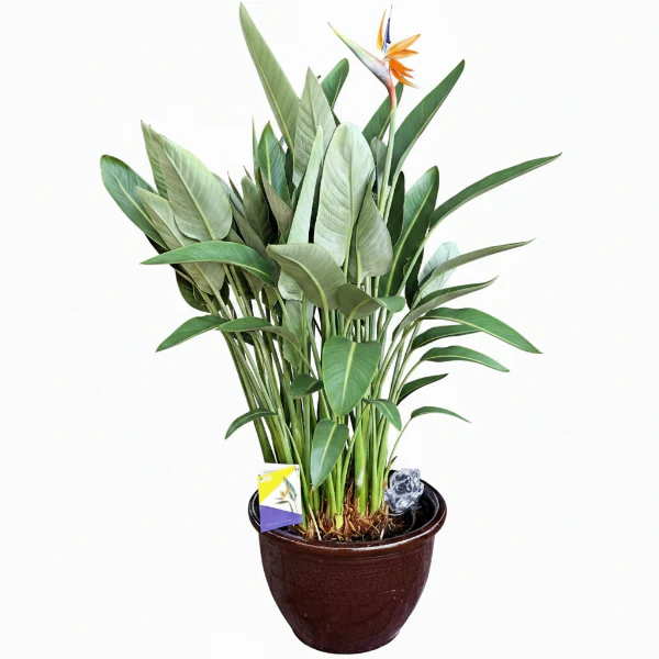 Bird of Paradise, Strelitzia Reginae, outdoor