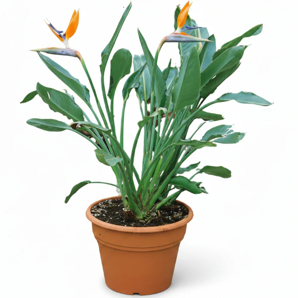 Bird of Paradise, Strelitzia Reginae, outdoor - Image 2