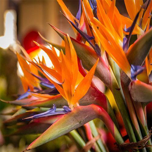 Bird of Paradise, Strelitzia Reginae, outdoor - Image 3