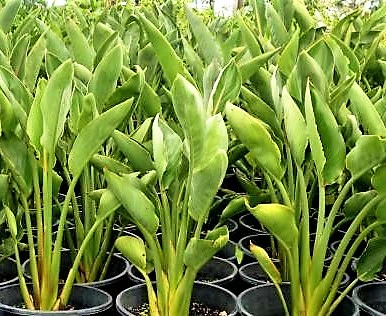Bird of Paradise, Strelitzia Reginae, outdoor - Image 4