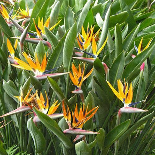 Bird of Paradise, Strelitzia Reginae, outdoor - Image 5