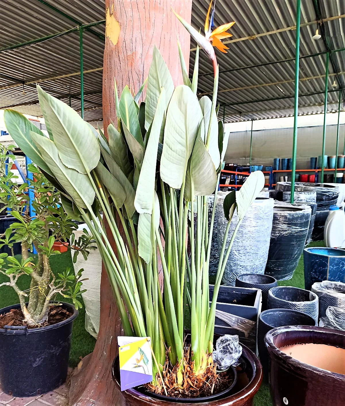 Bird of Paradise, Strelitzia Reginae, outdoor - Image 6