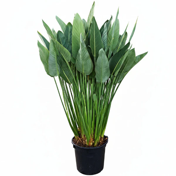 Bird of Paradise, Strelitzia Reginae, outdoor - Image 7