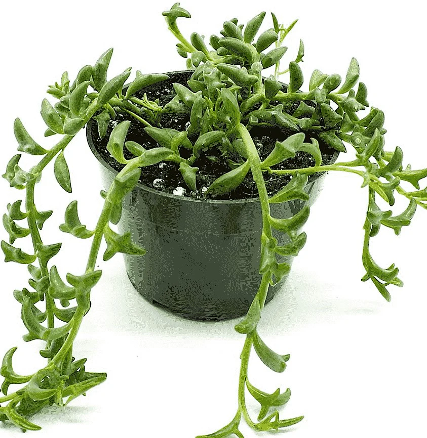 String of Dolphins , Senecio Peregrinus - Image 3
