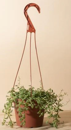 String of Dolphins , Senecio Peregrinus - Image 4