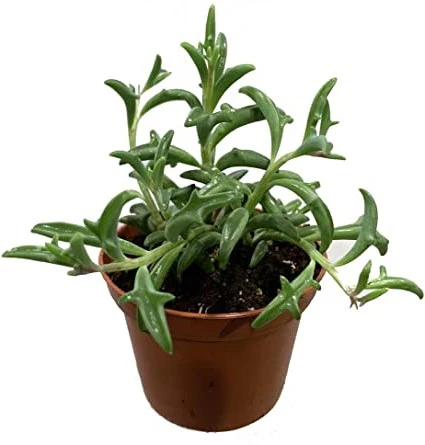 String of Dolphins , Senecio Peregrinus - Image 5
