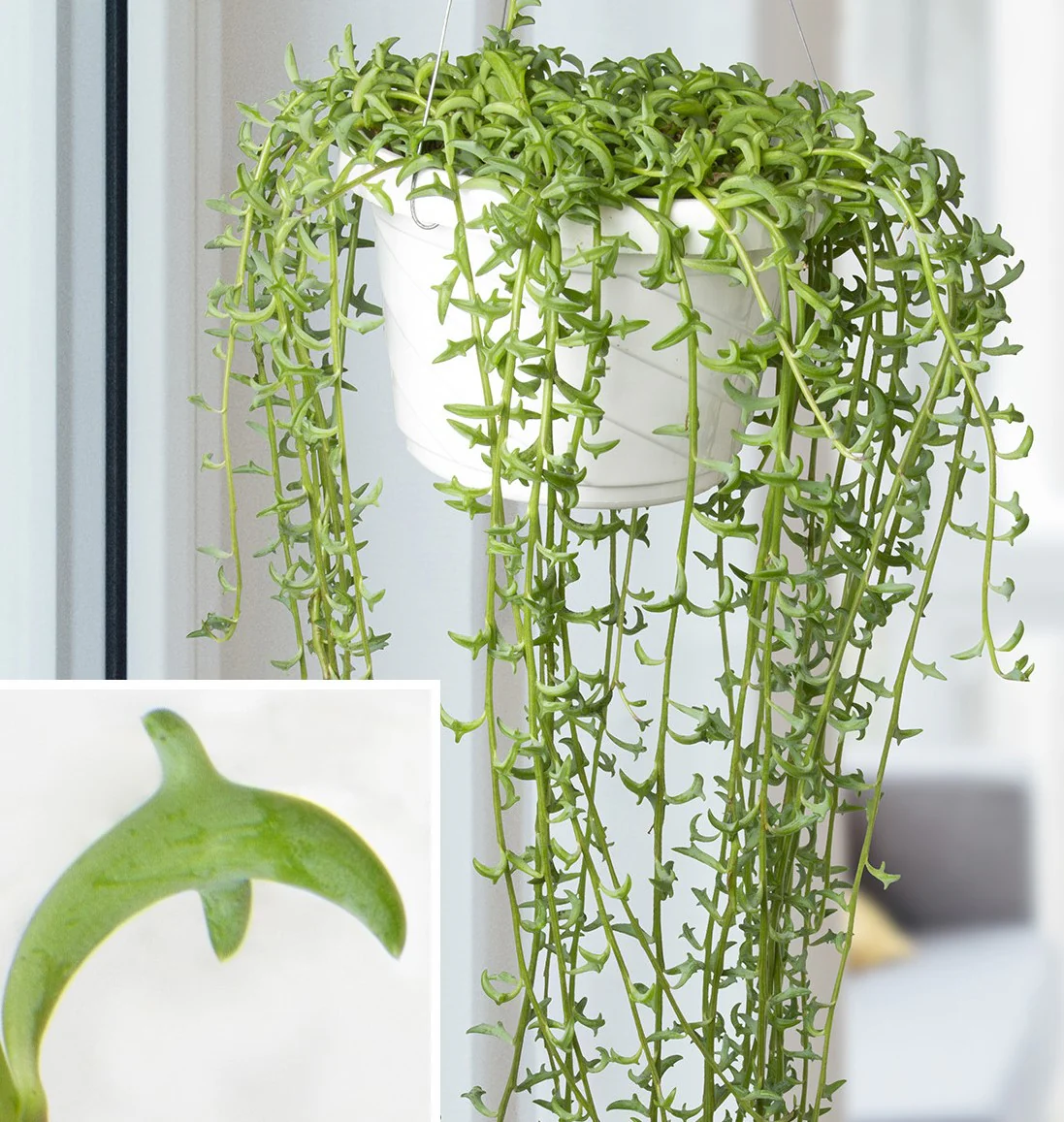 String of Dolphins , Senecio Peregrinus - Image 6