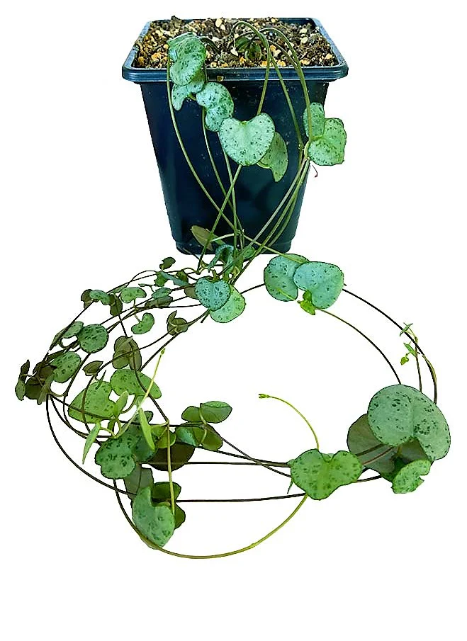 String of Hearts, Ceropegia Woodii - Image 2