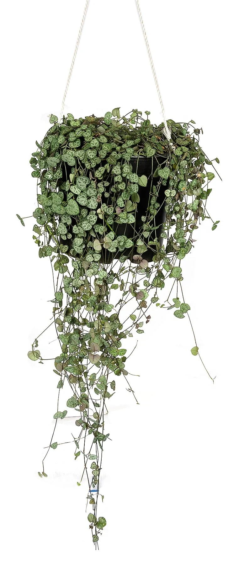 String of Hearts, Ceropegia Woodii - Image 3