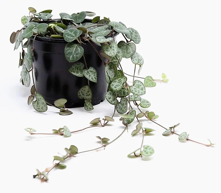 String of Hearts, Ceropegia Woodii - Image 4