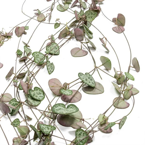 String of Hearts, Ceropegia Woodii - Image 5