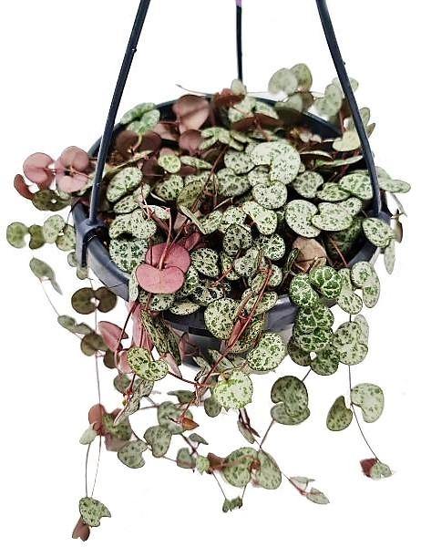 String of Hearts, Ceropegia Woodii, Variegated - Image 2
