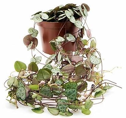 String of Hearts, Ceropegia Woodii, Variegated - Image 3
