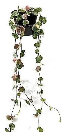 String of Hearts, Ceropegia Woodii, Variegated - Image 4