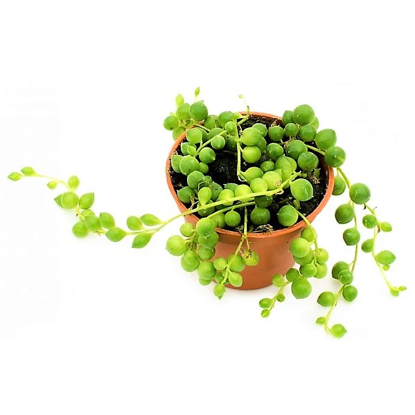 String of Pearls, Senecio Rowleyanus - Image 2