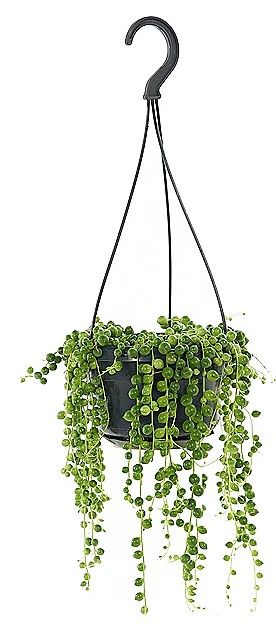 String of Pearls, Senecio Rowleyanus - Image 3