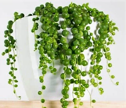 String of Pearls, Senecio Rowleyanus - Image 4