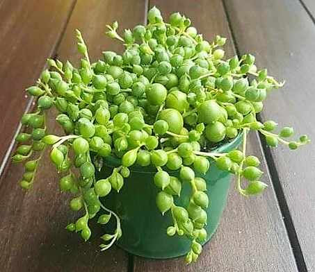 String of Pearls, Senecio Rowleyanus - Image 5