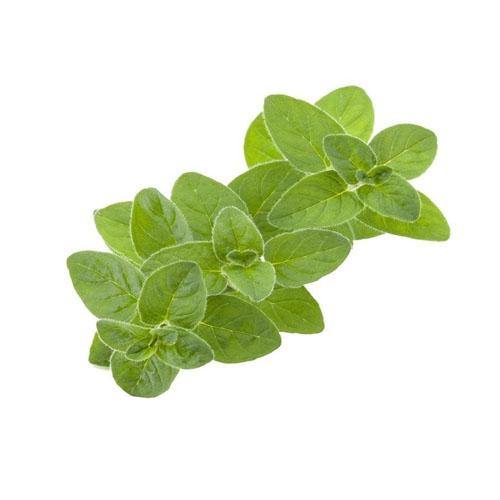 Sweet Marjoram - Image 2