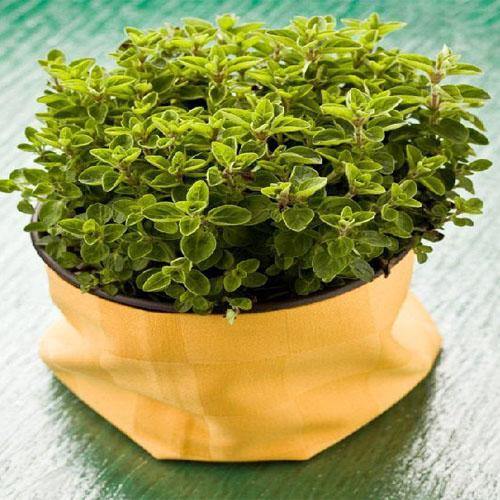 Sweet Marjoram - Image 3