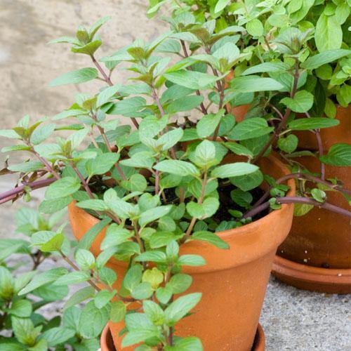 Sweet Marjoram - Image 4