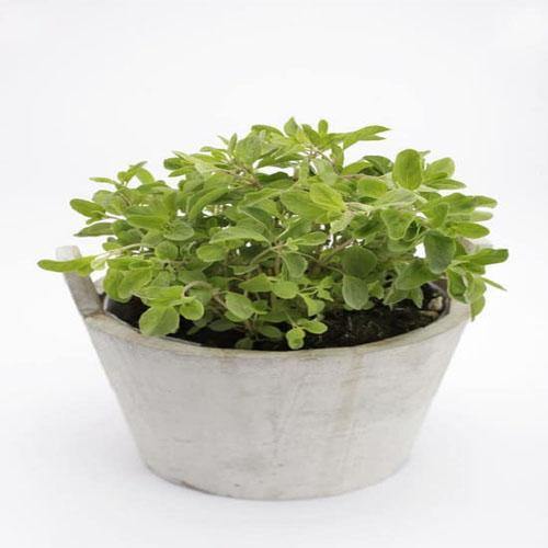 Sweet Marjoram - Image 5