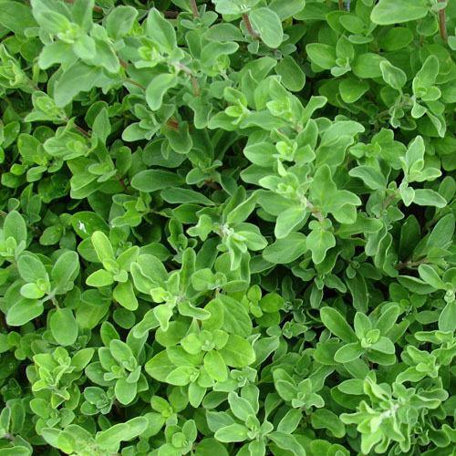 Sweet Marjoram - Image 6