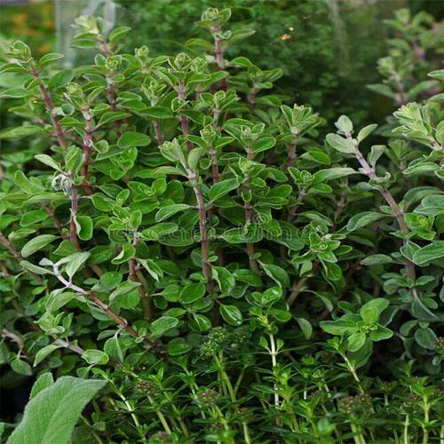 Sweet Marjoram - Image 7