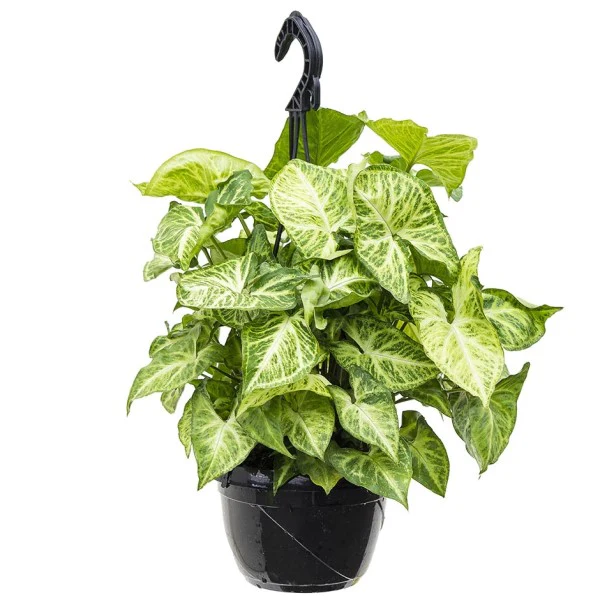 Syngonium Philodendron Arrowhead - Image 2