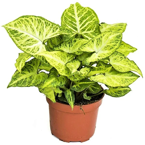 Syngonium Philodendron Arrowhead - Image 3