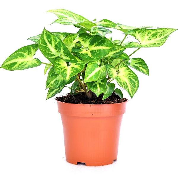 Syngonium Philodendron Arrowhead - Image 4