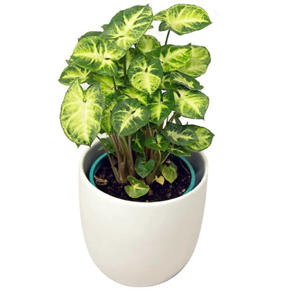Syngonium Philodendron Arrowhead - Image 5