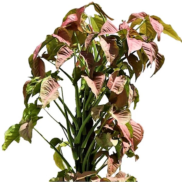 Syngonium Podophyllum, Red Heart - Image 2