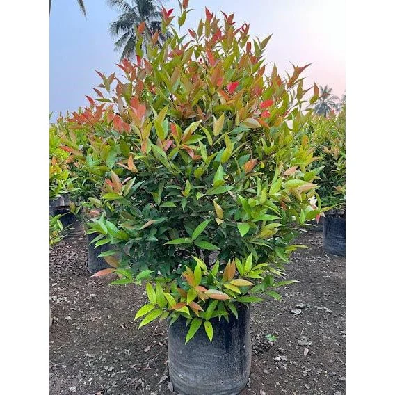 Syzygium Australe Christina - Image 2