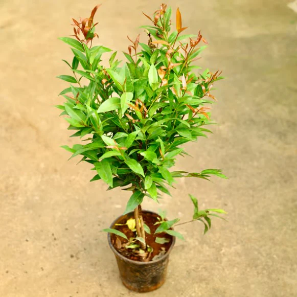 Syzygium Australe Christina - Image 3