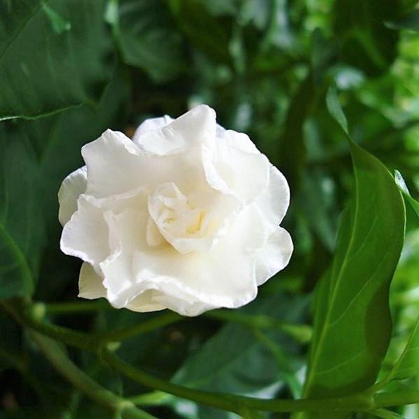 Tabernaemontana divaricata, crape jasmine - Image 3