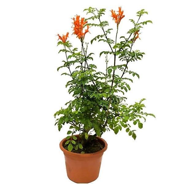 Tecomaria Capensis, Cape Honeysuckle, Red, Orange and Yellow - Image 2