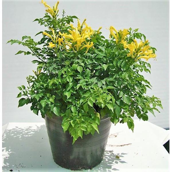 Tecomaria Capensis, Cape Honeysuckle, Red, Orange and Yellow - Image 3