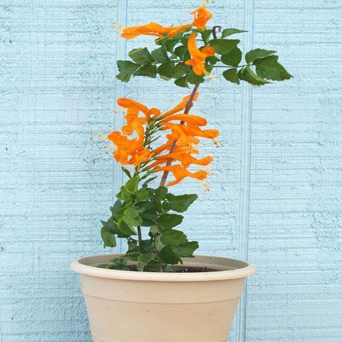 Tecomaria Capensis, Cape Honeysuckle, Red, Orange and Yellow - Image 5