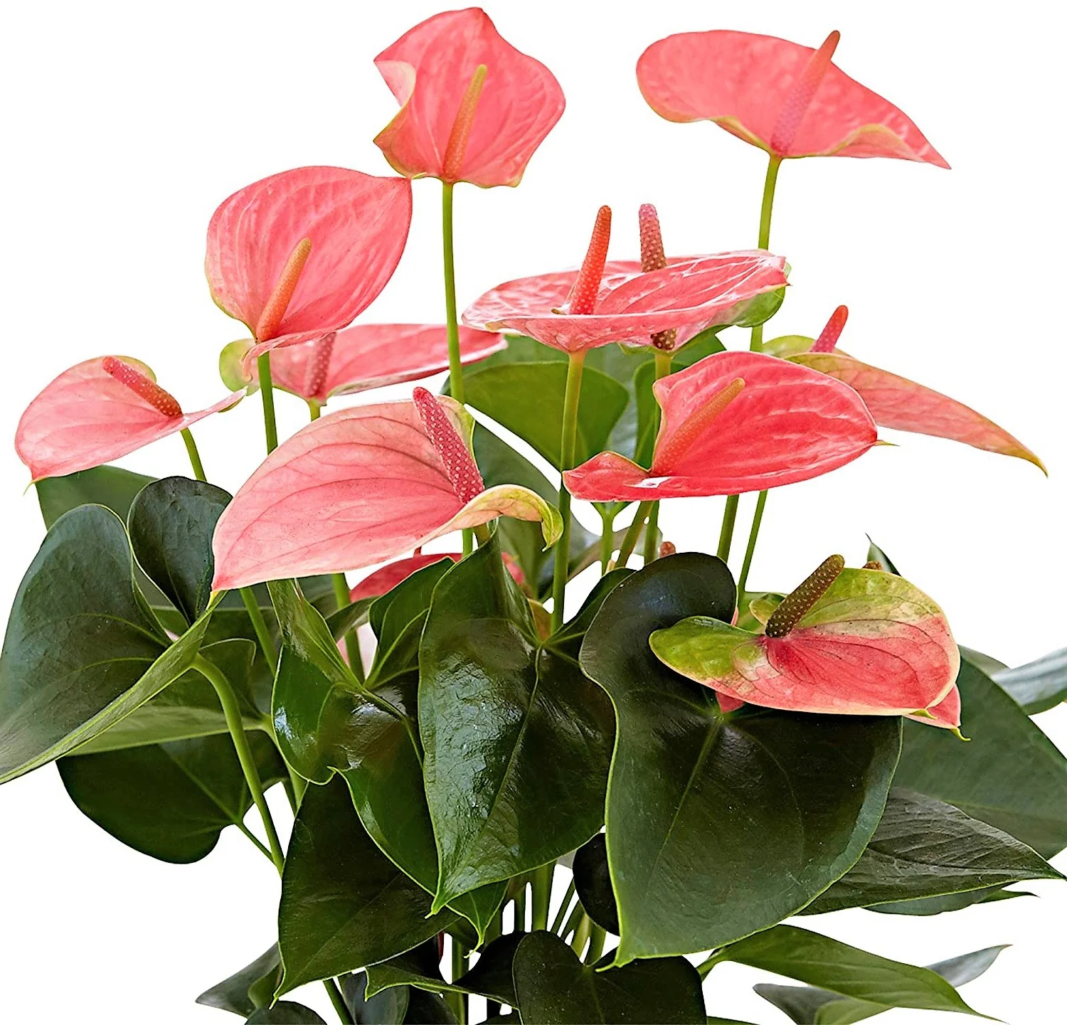 The Flamingo Flower, Anthurium, Andreanum - Image 3
