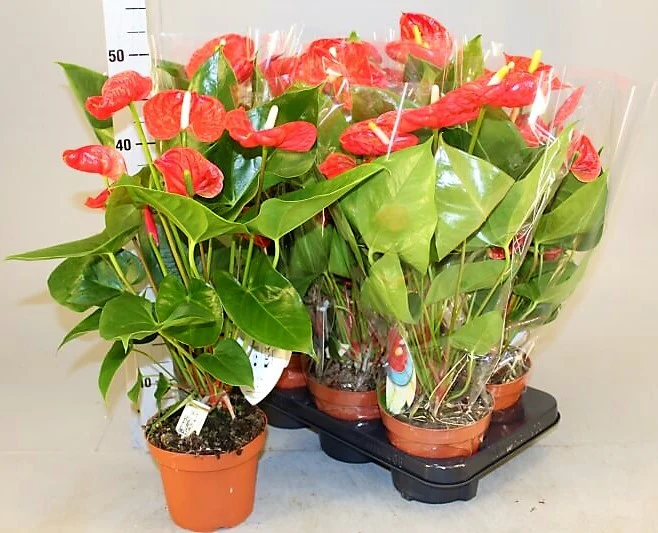 The Flamingo Flower, Anthurium, Andreanum - Image 4