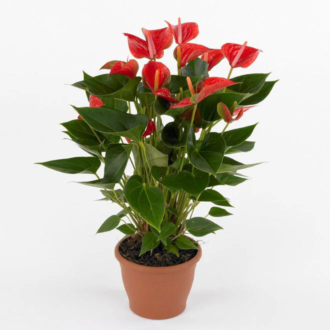 The Flamingo Flower, Anthurium, Andreanum - Image 5