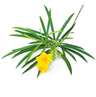 Thevetia Peruviana, Cascabela Thevetia, Yellow Oleander - Image 2