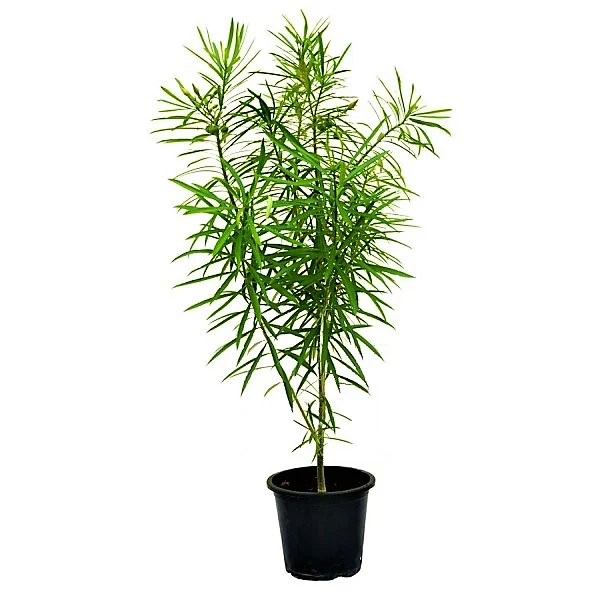 Thevetia Peruviana, Cascabela Thevetia, Yellow Oleander - Image 3