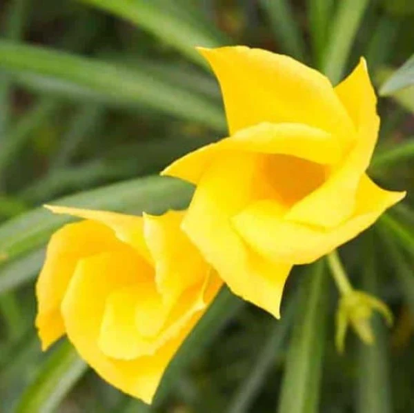 Thevetia Peruviana, Cascabela Thevetia, Yellow Oleander - Image 4