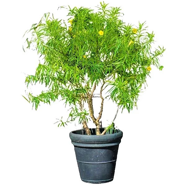 Thevetia Peruviana, Cascabela Thevetia, Yellow Oleander - Image 5