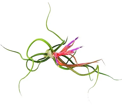 Tillandsia Bulbosa, Air Plant - Image 2