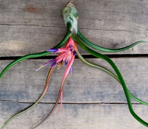 Tillandsia Bulbosa, Air Plant - Image 3