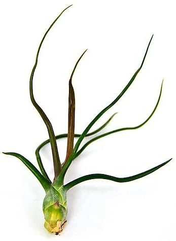Tillandsia Bulbosa, Air Plant - Image 4