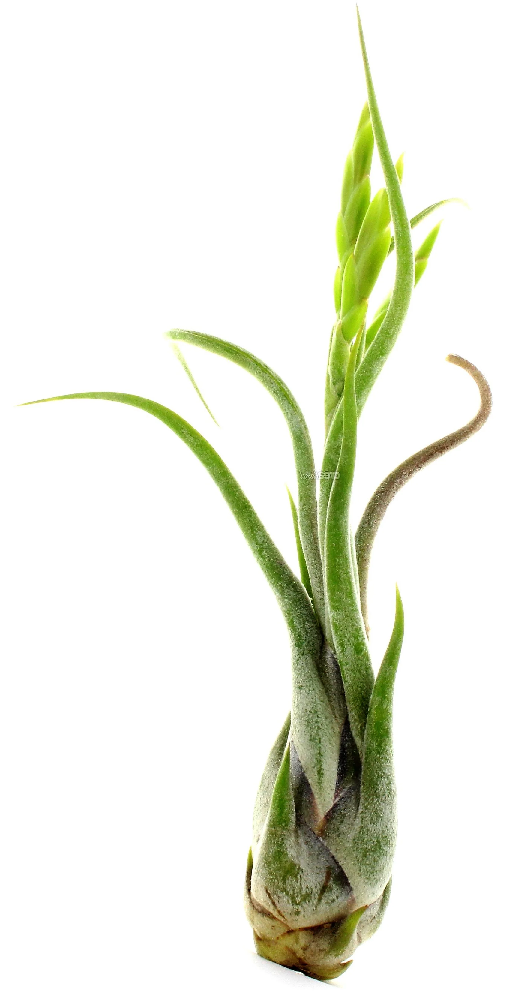 Tillandsia Caput-Medusae - Image 5
